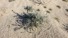 Astragalus aridus