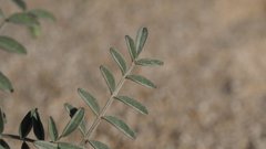Astragalus aridus