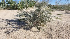 Astragalus aridus