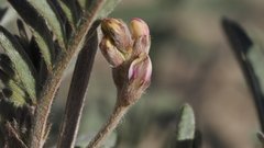 Astragalus aridus