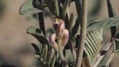 Astragalus aridus