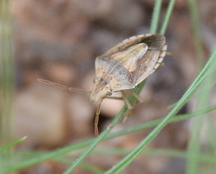 Aeliomorpha