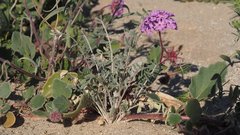 Astragalus aridus