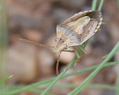 Aeliomorpha