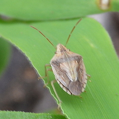 Aeliomorpha