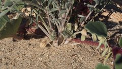 Astragalus aridus
