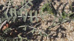 Astragalus aridus