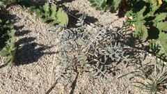 Astragalus aridus