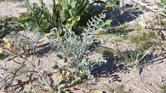 Astragalus aridus
