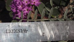 Astragalus aridus