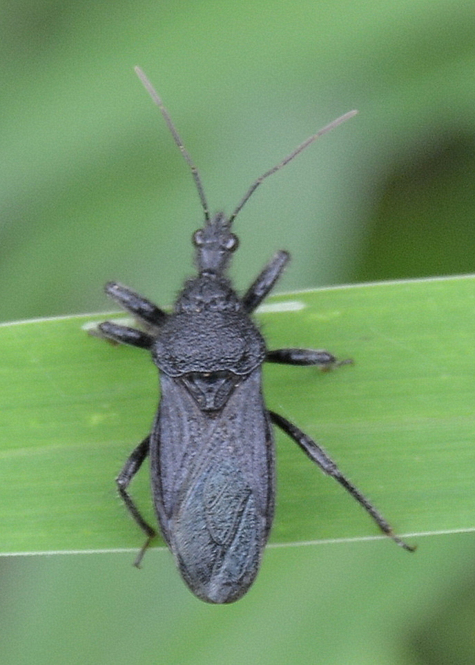 Coranus carbonarius