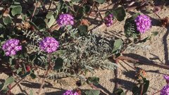 Astragalus aridus