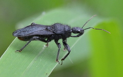 Coranus carbonarius
