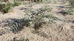 Astragalus aridus