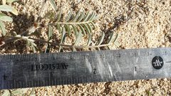 Astragalus aridus