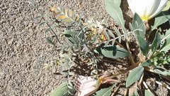 Astragalus aridus