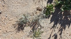 Astragalus aridus