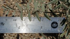 Astragalus aridus