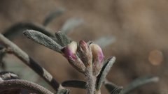 Astragalus aridus