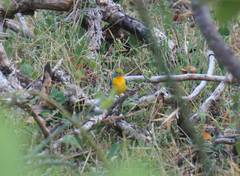 Passerina leclancherii