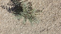 Astragalus aridus