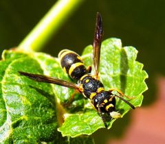 Parancistrocerus pedestris