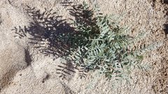 Astragalus aridus
