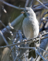 Spizella atrogularis