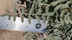 Astragalus aridus