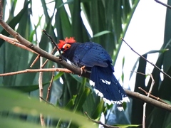 Dasylophus superciliosus