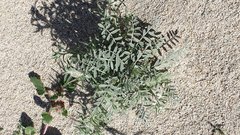 Astragalus aridus