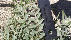 Astragalus aridus