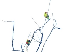 Loriculus philippensis