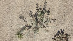 Astragalus aridus