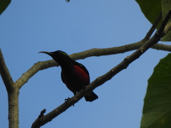 Leptocoma sperata
