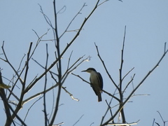 Rhabdornis mystacalis