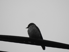 Muscicapa griseisticta