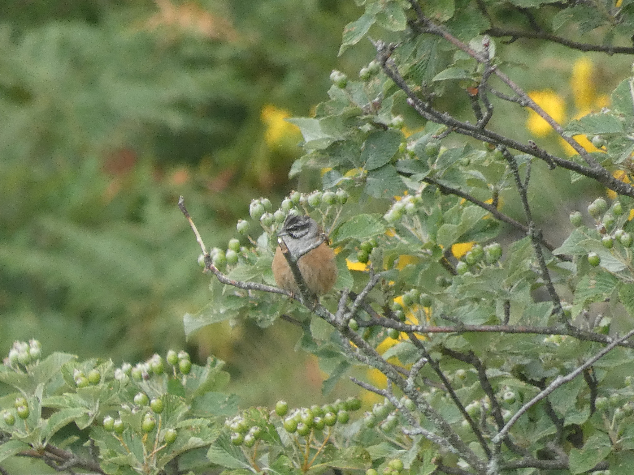 Rock Bunting