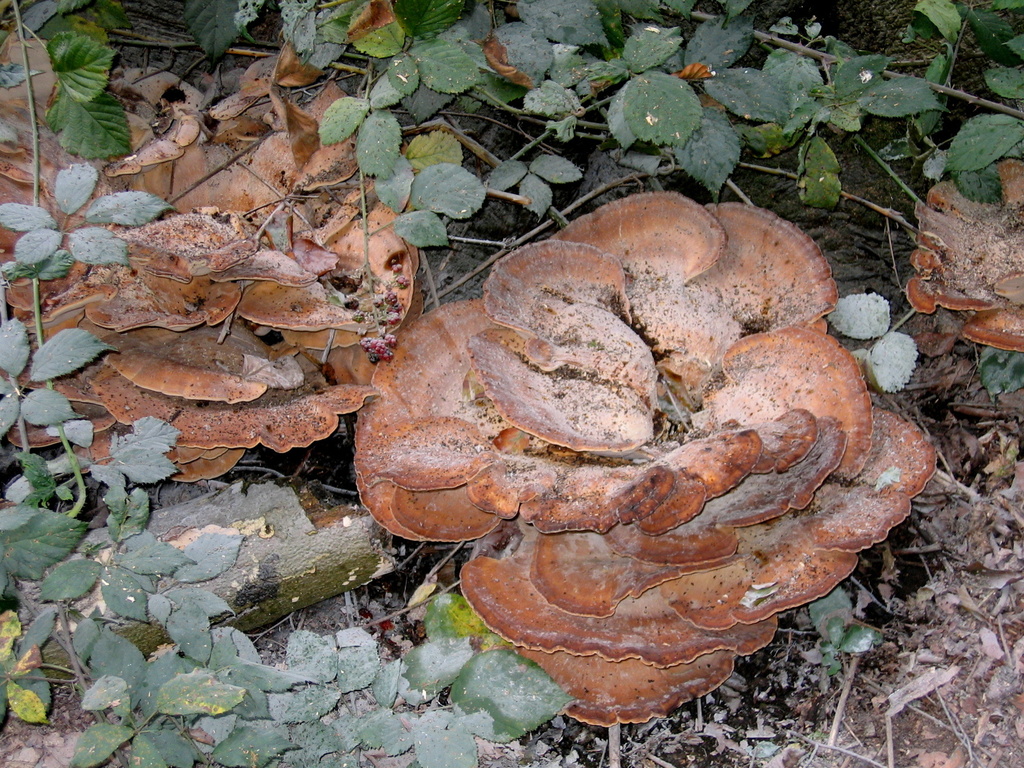 Giant Polypore from Leersum, Netherlands on September 14, 2006 at 04:54 ...