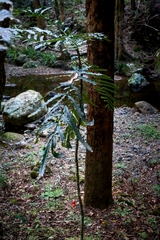 Hicksbeachia pinnatifolia