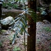 Hicksbeachia pinnatifolia - Photo (c) Nicholas John Fisher, μερικά δικαιώματα διατηρούνται (CC BY-NC), uploaded by Nicholas John Fisher
