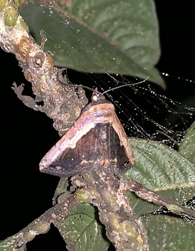 Pale-edged Selenisa photo 2