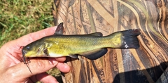 Black Bullhead photo 2