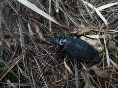 Acanthinodera cumingii