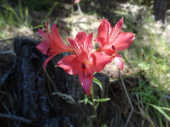 Alstroemeria ligtu ligtu