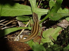 Liolaemus cyanogaster