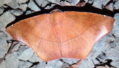 Microgonia perfulvata