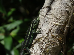 Liolaemus septentrionalis