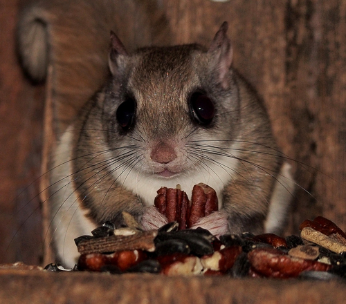 Southern Flying Squirrel, Michigan, US, photo 7 of 10