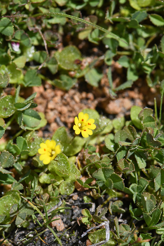 Primrose monkeyflower (Erythranthe primuloides)